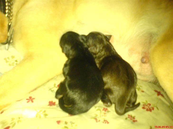 Blanding af racer Aya billede 10