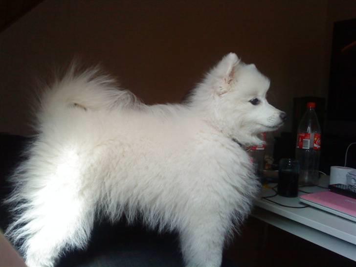 Japansk spids Fnuggi billede 1