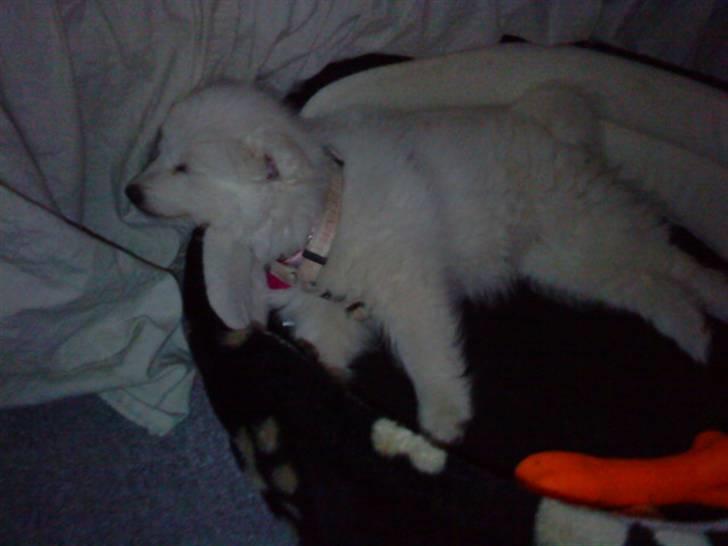 Japansk spids Fnuggi billede 2