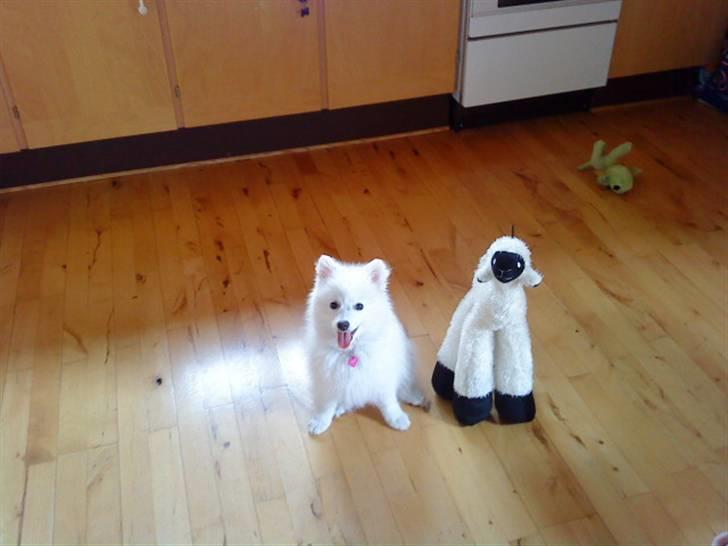 Japansk spids Fnuggi billede 3