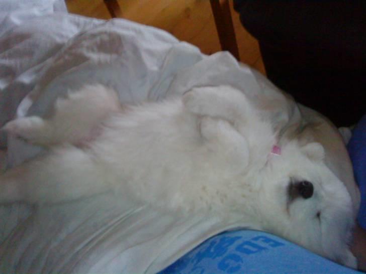 Japansk spids Fnuggi billede 4