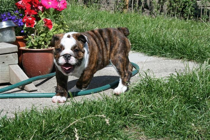 Engelsk bulldog Sweet Lady Brad aka. Lady - Jeg er finere end blomsterne, ikk mor ? billede 3