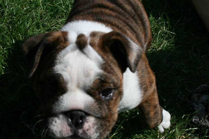 Engelsk bulldog Sweet Lady Brad aka. Lady - For jeg er for lækker, lækker, lækker, lækker, Daammmm billede 4