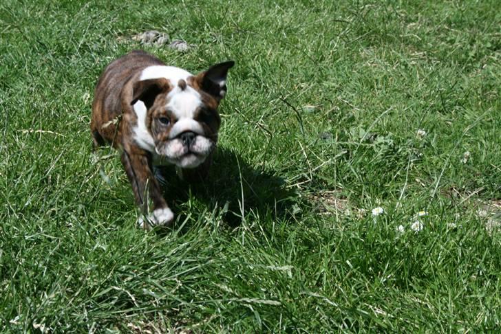 Engelsk bulldog Sweet Lady Brad aka. Lady - -Hvis jeg løber hurtigt nok tror jeg næsten jeg flyver.... billede 5