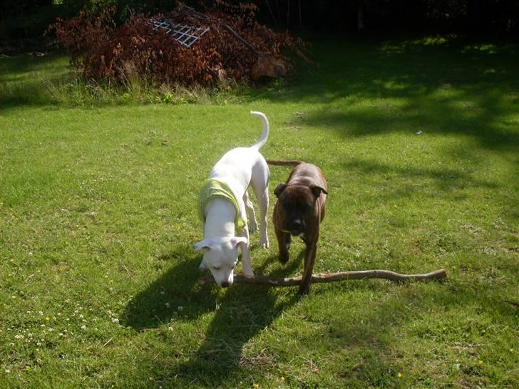 Amerikansk bulldog Sascha - R.I.P. 21 maj 10 billede 13