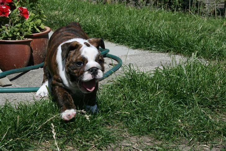 Engelsk bulldog Sweet Lady Brad aka. Lady - NU KOMMER JEG...MUHAHAHAHAH billede 6