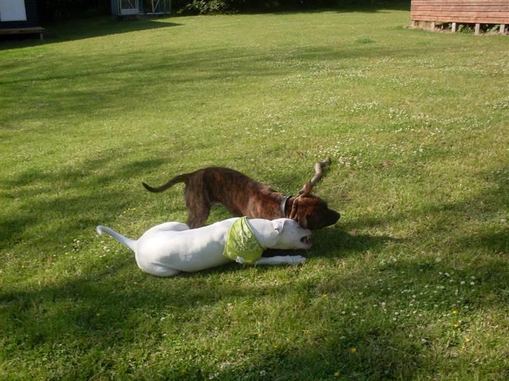 Amerikansk bulldog Sascha - R.I.P. 21 maj 10 billede 14