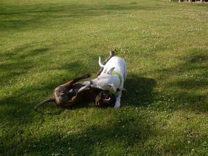 Amerikansk bulldog Sascha - R.I.P. 21 maj 10 billede 15