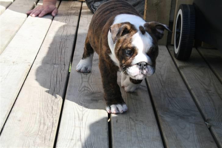Engelsk bulldog Sweet Lady Brad aka. Lady - tjekker lige min nye teresse ud.. billede 7