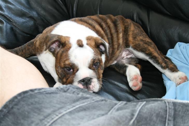Engelsk bulldog Sweet Lady Brad aka. Lady - her er jeg så i min sofa.. billede 8