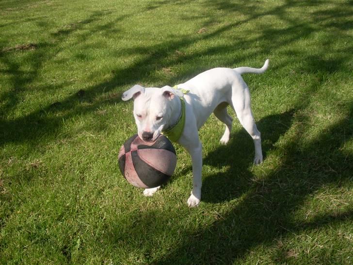 Amerikansk bulldog Sascha - R.I.P. 21 maj 10 billede 16