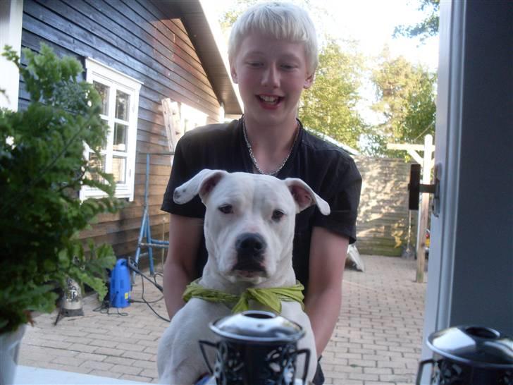 Amerikansk bulldog Sascha - R.I.P. 21 maj 10 billede 17