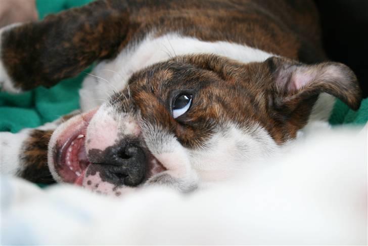 Engelsk bulldog Sweet Lady Brad aka. Lady - Skal vi lave ballade ?? billede 9