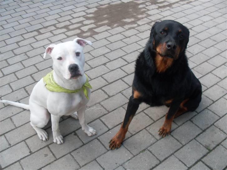 Amerikansk bulldog Sascha - R.I.P. 21 maj 10 billede 18