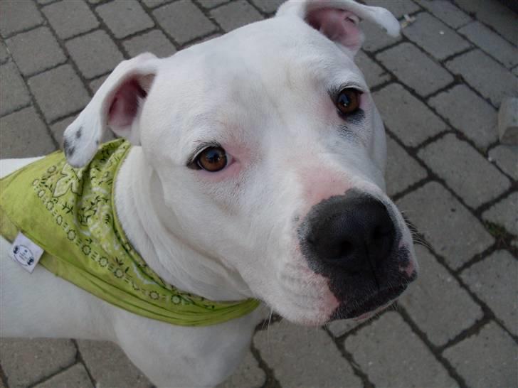 Amerikansk bulldog Sascha - R.I.P. 21 maj 10 billede 19