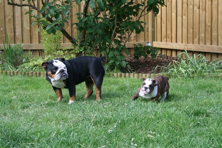 Engelsk bulldog Sweet Lady Brad aka. Lady - Jeg spurter fra dig Mille..... billede 10