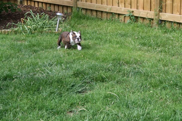 Engelsk bulldog Sweet Lady Brad aka. Lady - Se selv, jeg er alt for hurtig for dig.... billede 11