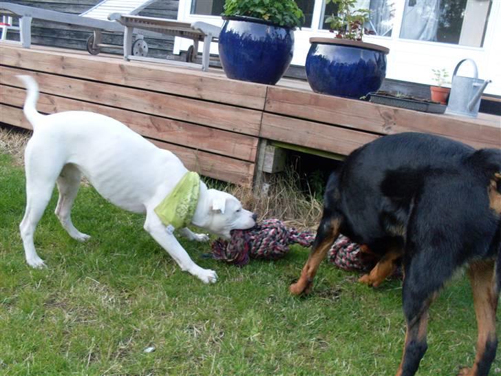 Amerikansk bulldog Sascha - R.I.P. 21 maj 10 billede 20