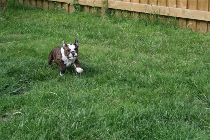 Engelsk bulldog Sweet Lady Brad aka. Lady - hurtig som en ninja... billede 12