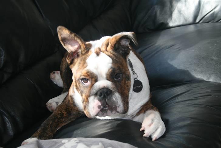 Engelsk bulldog Sweet Lady Brad aka. Lady - Hvem, hvad, hvor ?? Hvem er det der har strirører ??? billede 13