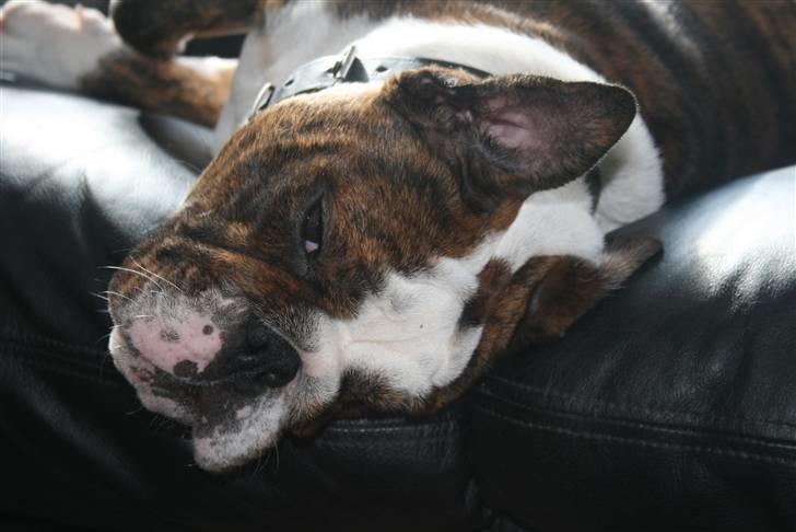 Engelsk bulldog Sweet Lady Brad aka. Lady - sofaen er næsten for lille til en stor hund som mig... billede 14