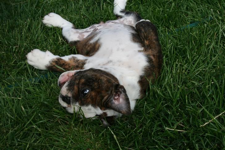 Engelsk bulldog Sweet Lady Brad aka. Lady - Mor ville se for 5 kr fjollerøv.... billede 15