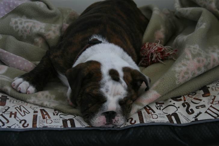 Engelsk bulldog Sweet Lady Brad aka. Lady - Selv små prinsesser kan blive trætte... billede 16