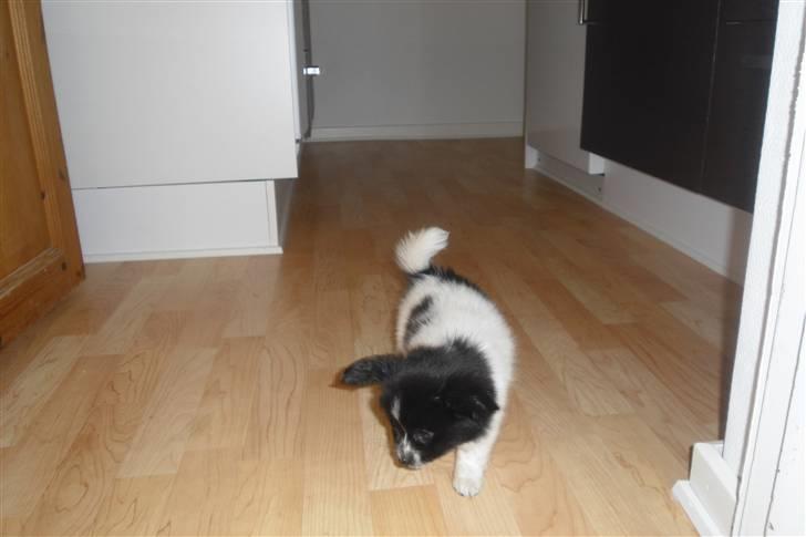 Papillon Albert  billede 1