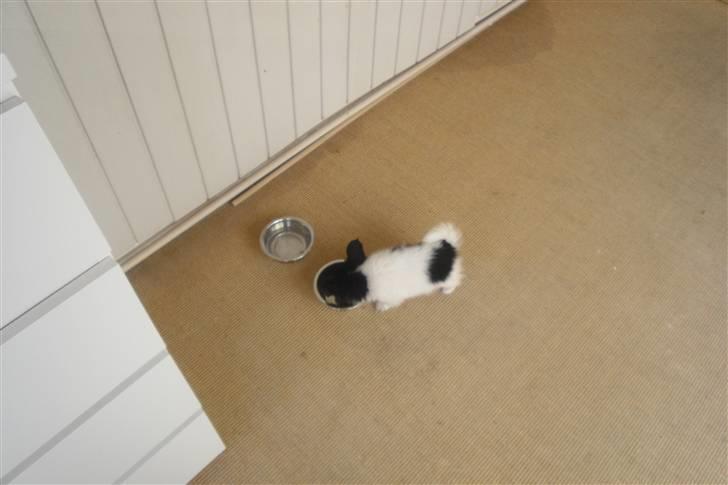 Papillon Albert  billede 2