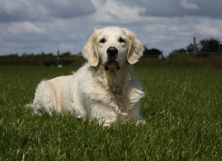 Golden retriever Classic (Autumn-Gold)  billede 15