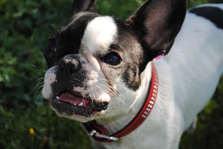 Fransk bulldog kiki .Rip. billede 4