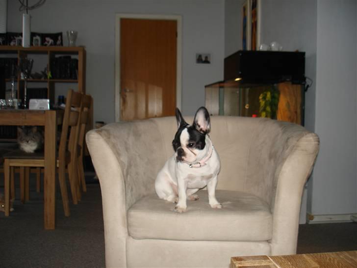 Fransk bulldog kiki .Rip. billede 10