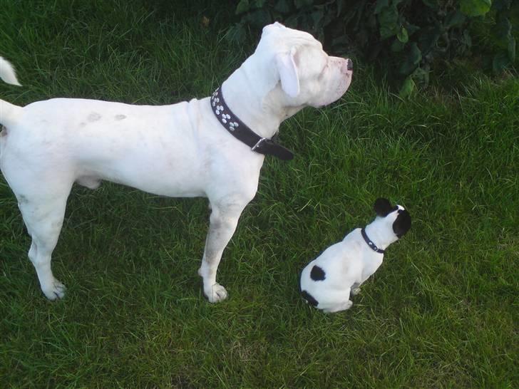 Fransk bulldog kiki .Rip. - hvad laver far  billede 5