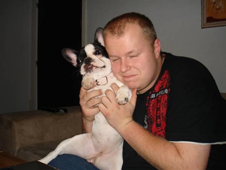 Fransk bulldog kiki .Rip. billede 7