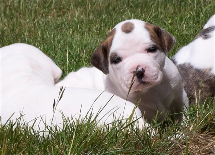 Amerikansk bulldog Kettner´s Genie R.I.P billede 1