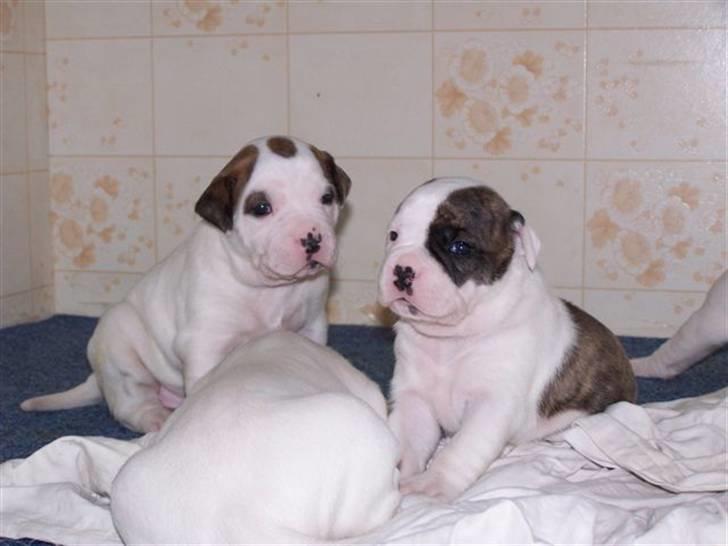 Amerikansk bulldog Kettner´s Genie R.I.P - Sammen med min søster billede 2