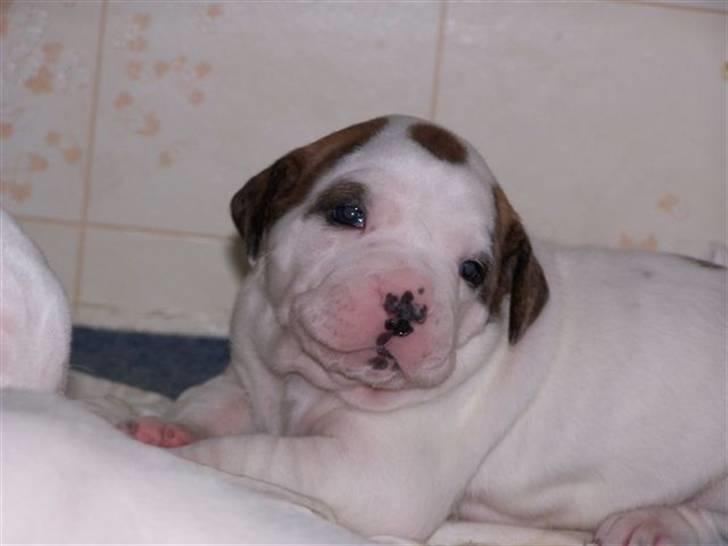 Amerikansk bulldog Kettner´s Genie R.I.P billede 3