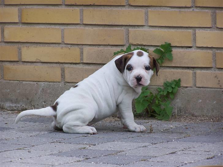 Amerikansk bulldog Kettner´s Genie R.I.P - Tisser lige billede 4