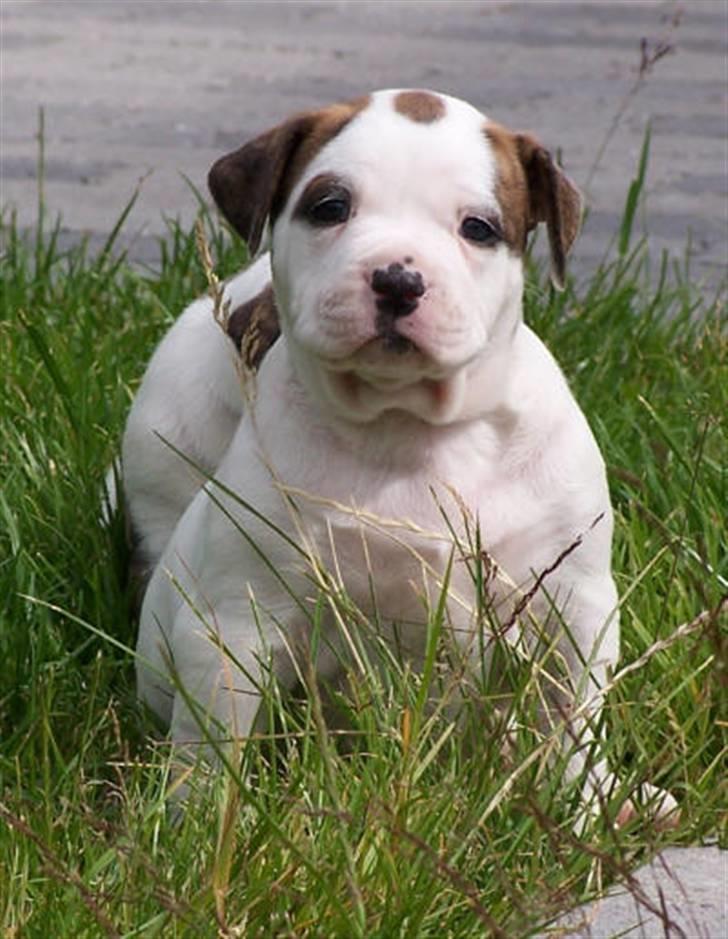 Amerikansk bulldog Kettner´s Genie R.I.P billede 5