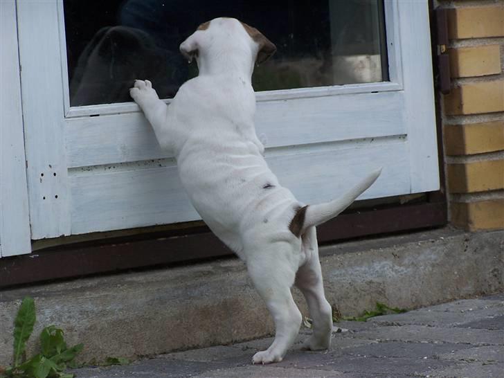 Amerikansk bulldog Kettner´s Genie R.I.P - Må jeg godt komme ind? billede 6