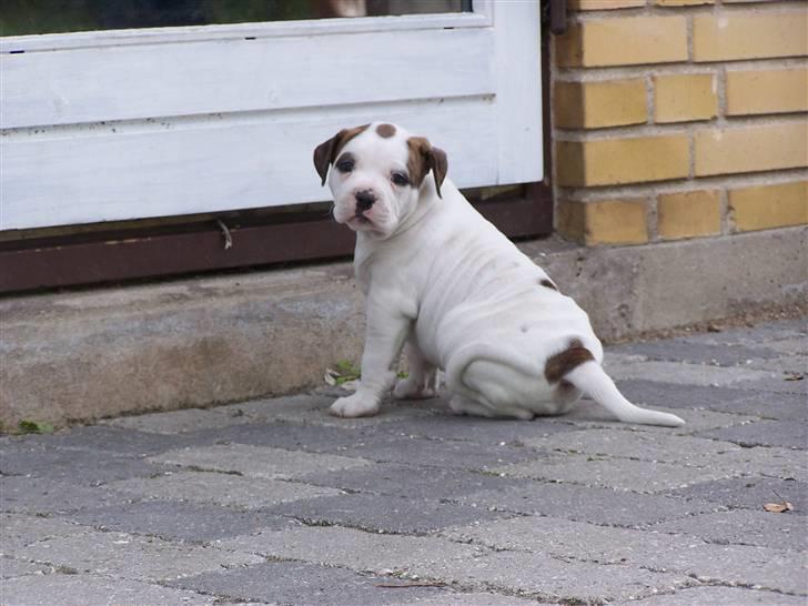 Amerikansk bulldog Kettner´s Genie R.I.P billede 7