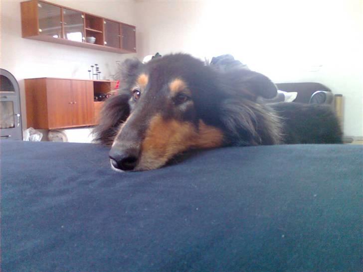 Collie langhåret Candy billede 12