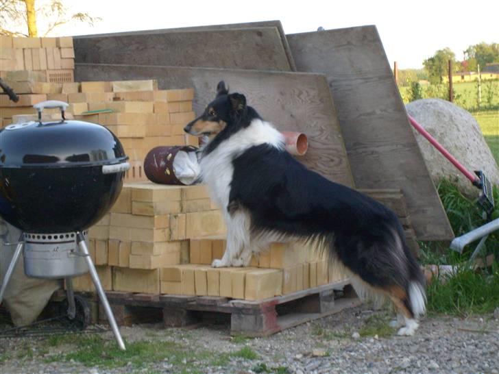 Collie langhåret Candy billede 13