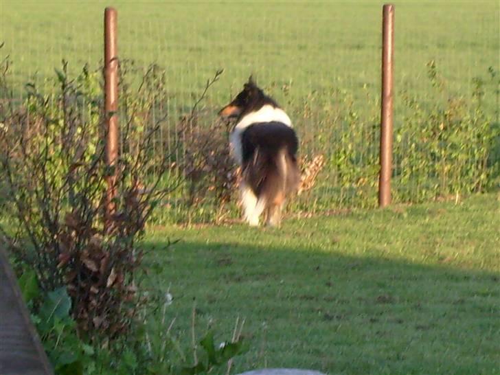 Collie langhåret Candy billede 14