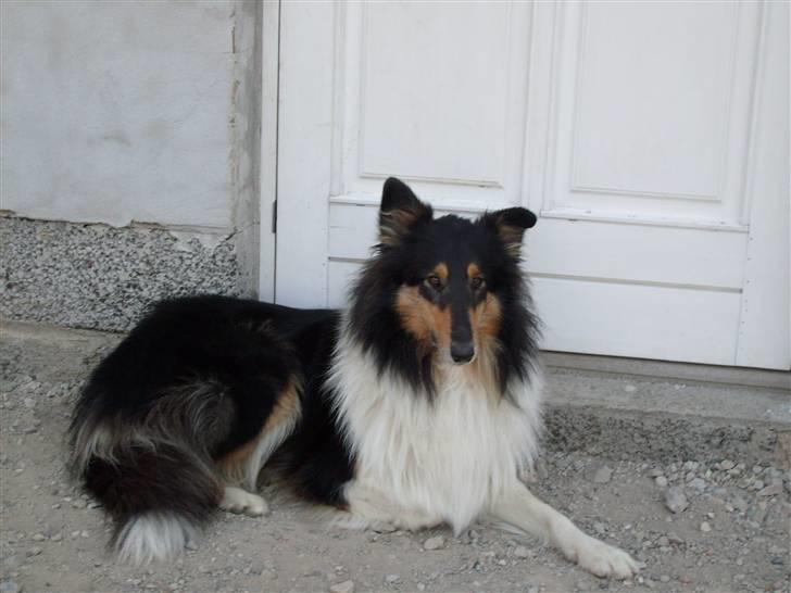 Collie langhåret Candy billede 15