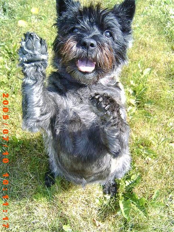 Cairn terrier Emma<3 *Himmelhunden* - Velkommen til Emma´s profil :D billede 1