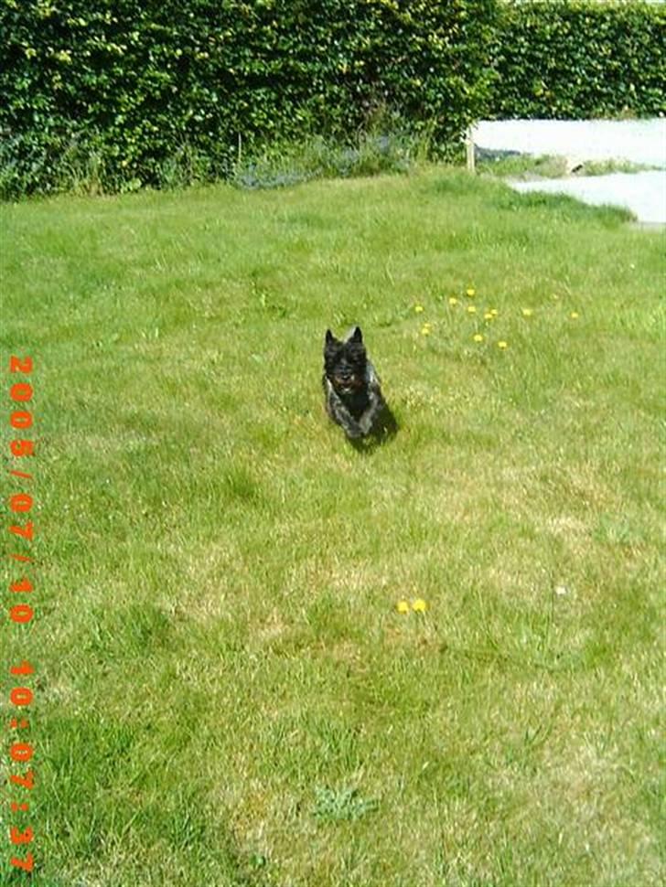 Cairn terrier Emma<3 *Himmelhunden* billede 3