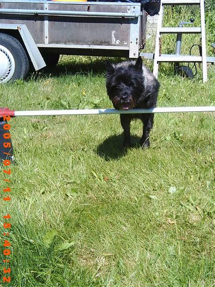 Cairn terrier Emma<3 *Himmelhunden* billede 5