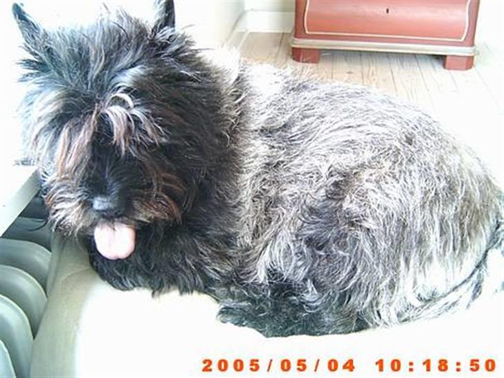 Cairn terrier Emma<3 *Himmelhunden* billede 6