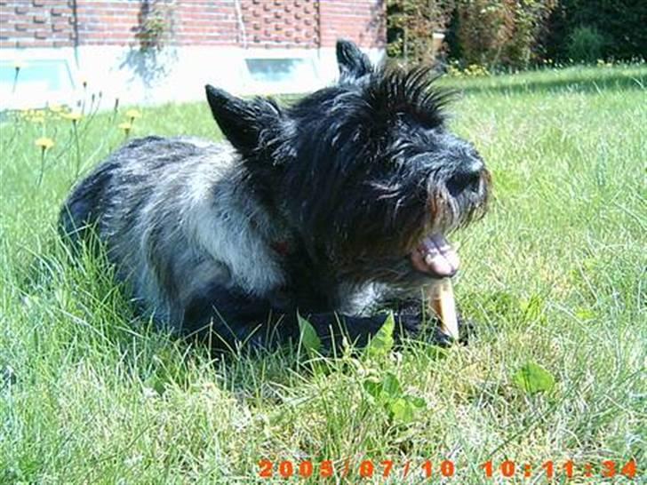 Cairn terrier Emma<3 *Himmelhunden* billede 7
